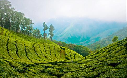 Munnar Dreams Exterior photo